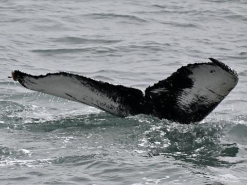 humpback whale fluke