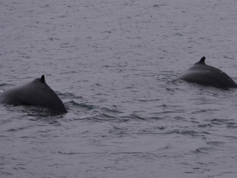humpback whale dorsal fin