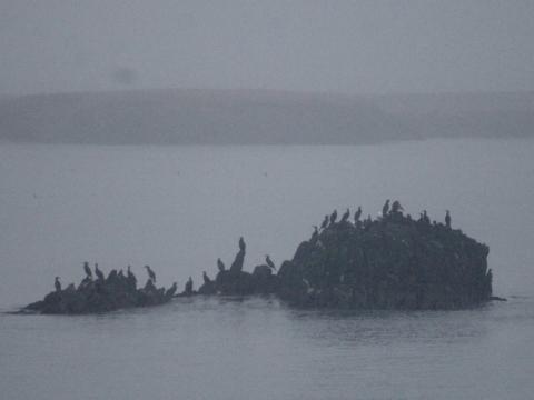 birds sitting on a small rock in the sea