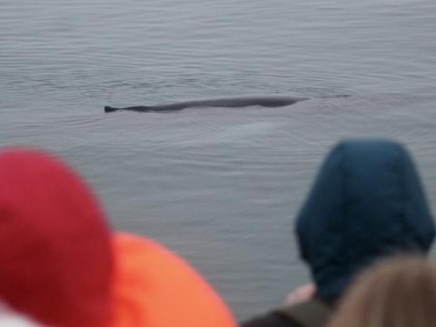 passengers on a whale watching cruise look at humpback whale