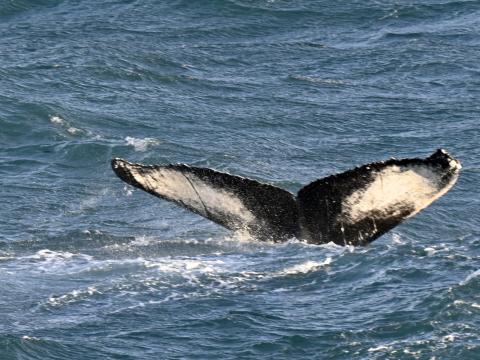 humpback whale fluke