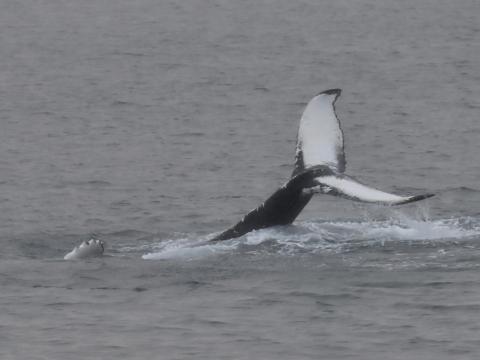 humpback whale dorsal fin upside down