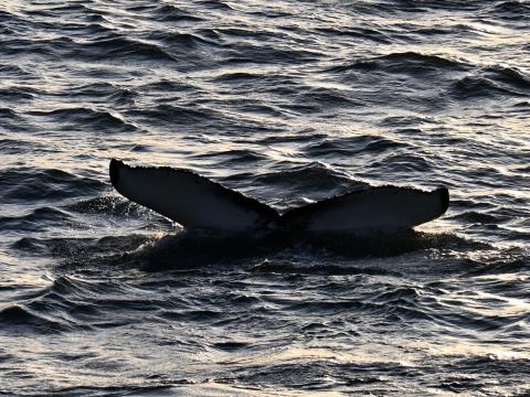 humpback whale fluke