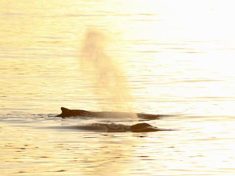 humpback whales
