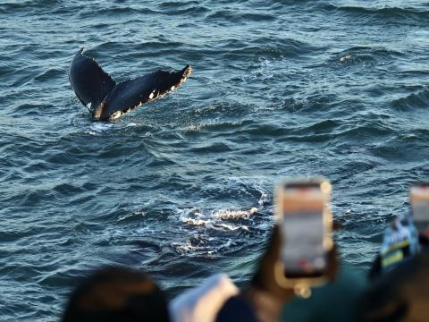 humpback whale surfaces next to passengers on a whale watching boat
