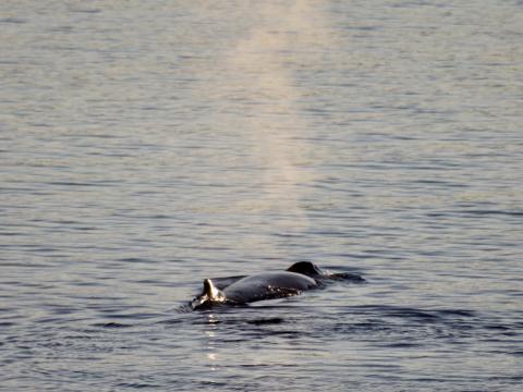 humpback whale