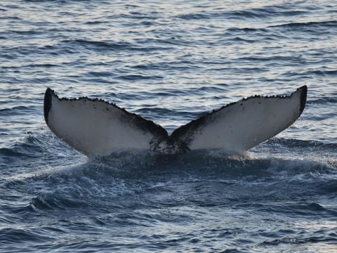 humpback whale fluke