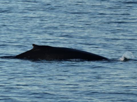 humpback whale