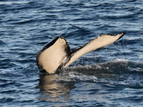 humpback whale fluke