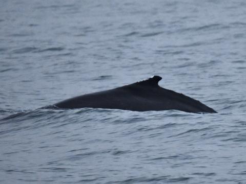 humpback whale dorsal fin