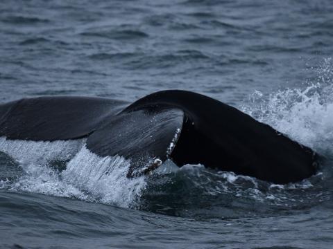humpback whale dorsal fin