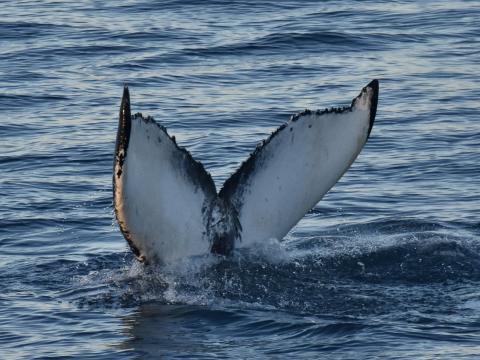humpback whale fluke