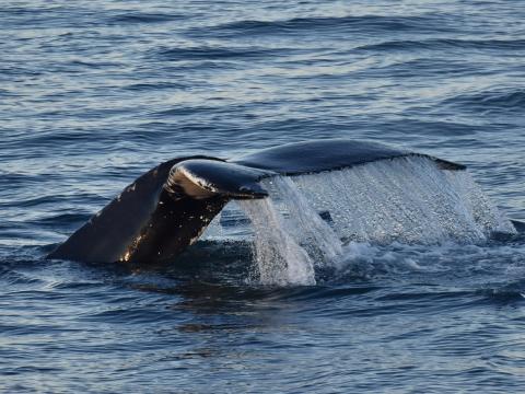 humpback whale fluke