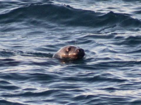 grey seal