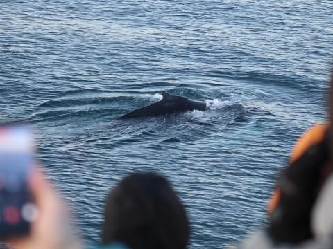 passengers on a boat tour look at humpback whale