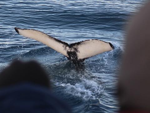 passengers on a boat tour look at humpback whale