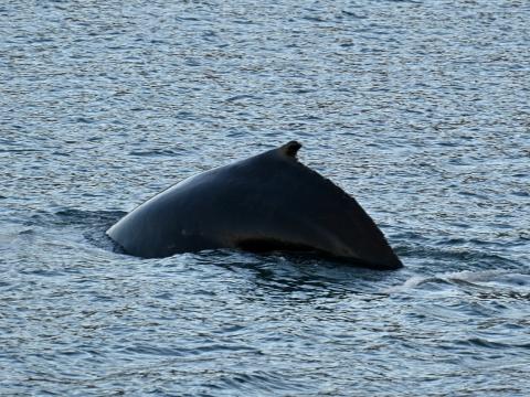 humpback whale dorsal fin