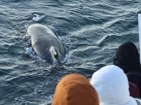 humpback whale close to passengers on a boat