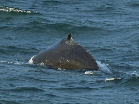 humpback whale dorsal fin