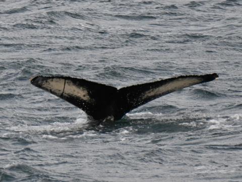 humpback whale fluke