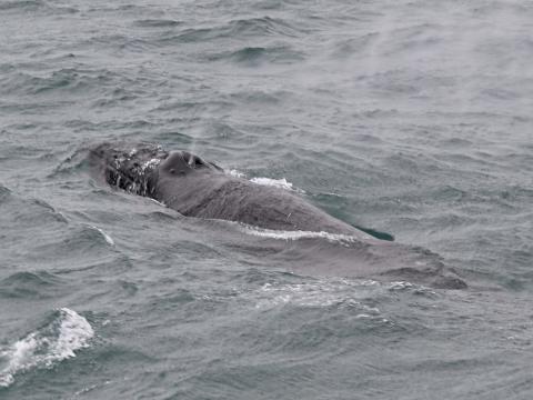 humpback whale