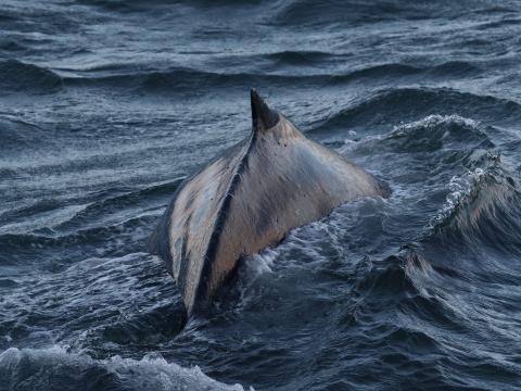 humpback whale dorsal fin