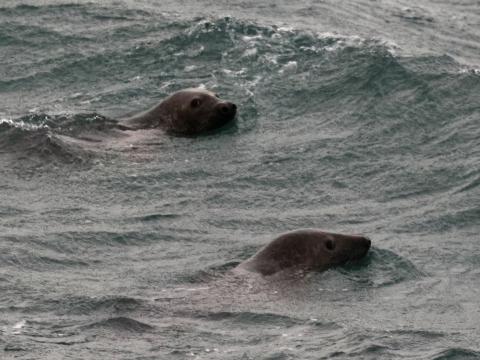 seals