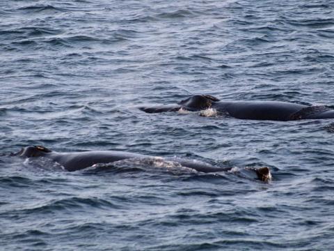 humpback whales