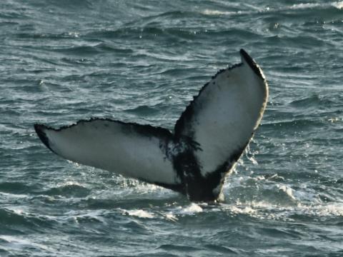 humpback whale fluke
