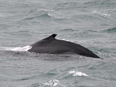 humpback whale dorsal fin