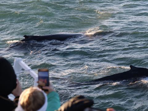 humpback whales close to boat