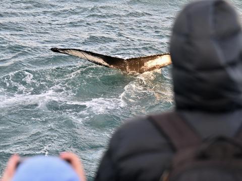 humpback whale close to boat