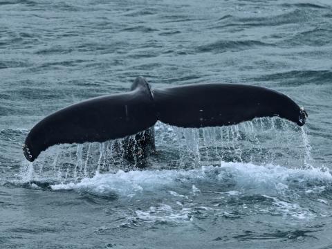 humpback whale fluke