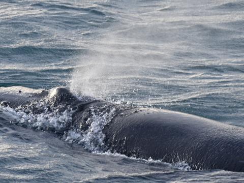 humpback whale