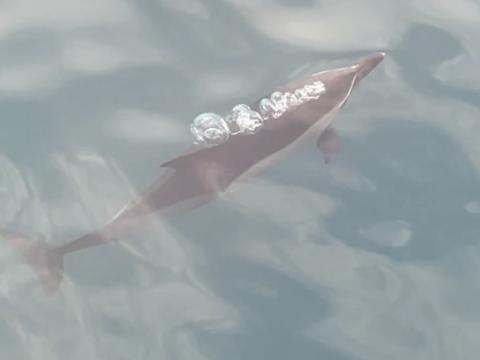 common dolphin reykjavik iceland