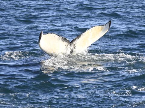 20th feb - Humpback Whale 