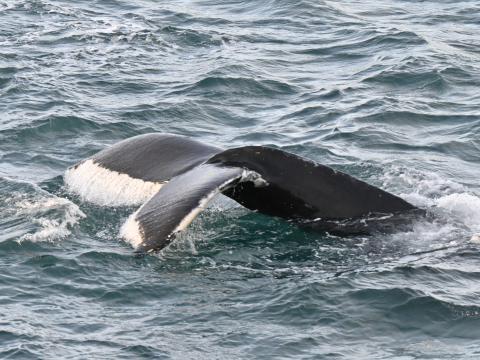 humpback whale fluke