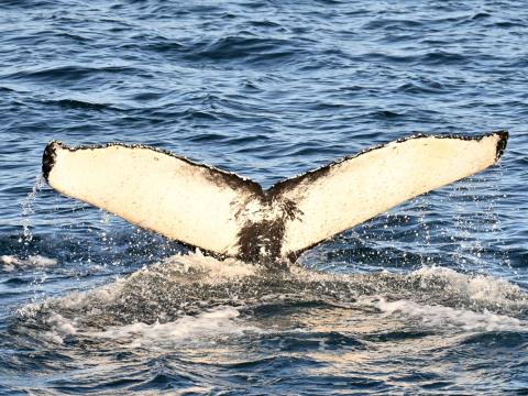 humpback whale fluke