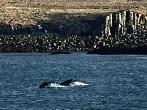 humpback whale surface near land