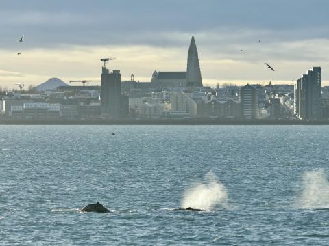 humpback whales surface in front of Reykjavik skyline