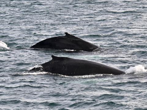 humpback whales