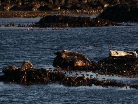 sunbathing grey seals