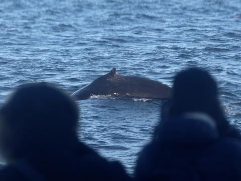 humpback whale between whale watchers