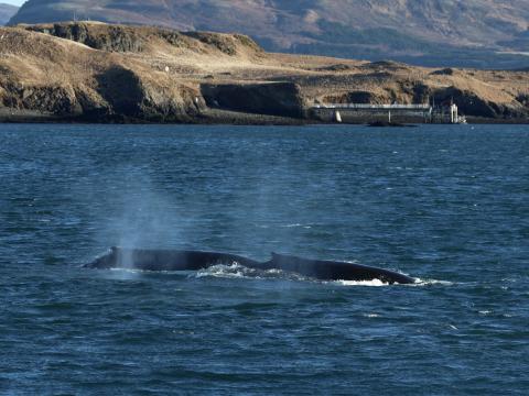 humpback whales near land