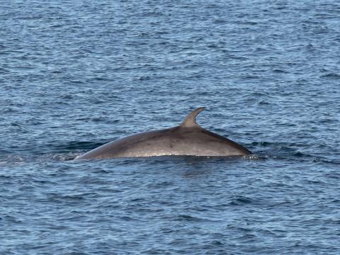 first minke whale of 2026