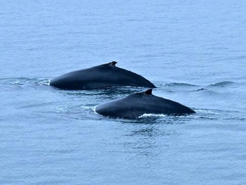 humpback whales
