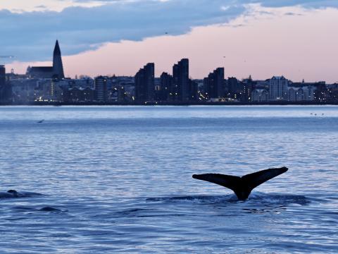 humpback whale at sunrise next to reykjavik skyline