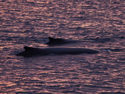 humpback whales at sunrise