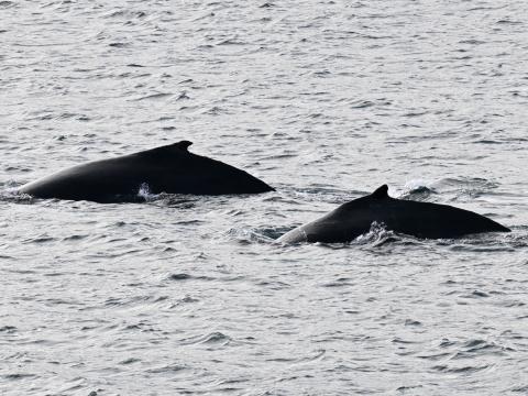 humpback whales