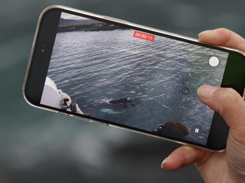 whales being filmed on phone